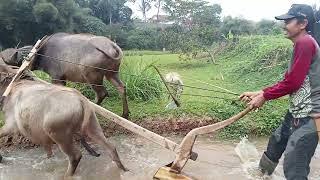 membajak sawah dengan kerbau