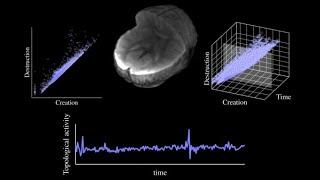 Uncovering the Topology of Time-Varying fMRI Data using Cubical Persistence