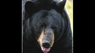 Tent Campers Attacked By Black Bear on June 19th, 2024 in Portage Valley