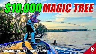 I Caught $10,000 of BASS off This TREE - Bassmaster Elite St. John's River (Tournament) - UFB S4 E19