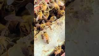 bees  #shorts #tre #trending #honeybee #viral #insect #nature #bee #lover #beelover #honeybee