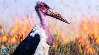 MARABOU STORK ─ The Undertaker Bird