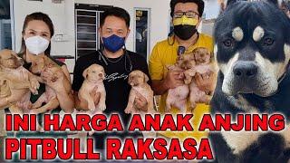 HARGA ANAK ANJING PITBULL RAKSASA