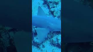 Shark #shorts #video #diving #viral #underwateractivities #scubadiving #shortsvideo