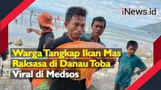 Video Warga Tangkap Ikan Mas Raksasa di Danau Toba, Viral di Medsos