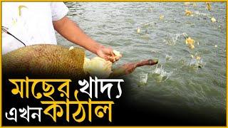 ৫ লাখ টাকার কাঠাল খাচ্ছে মাছ | Fish Farming | চলতি