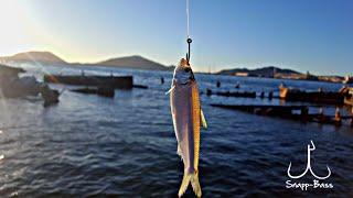 Pescando Pargos Con Carnada (Sardina)