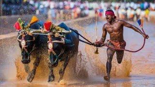 India's traditional kambala - Buffalo Race