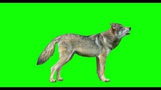 Wolf on Green Screen - Wolf on Chroma key