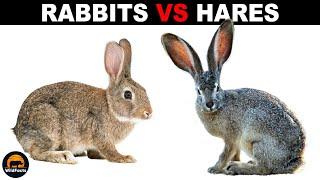 What is the Difference Between Rabbits and Hares?