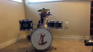 Happy Dog Playing Drums