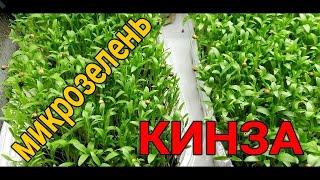 ‍КАК ВЫРАСТИТЬ МИКРОЗЕЛЕНЬ КИНЗЫ/КОРИАНДРА. НЕ РАСТЕТ КИНЗА?