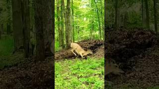 Stoned young deer buck sniffing rotting leaves. #shorts #animals #comedy #deer