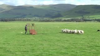 International Sheepdog Trials Supreme 2016 Michael Shearer Jim