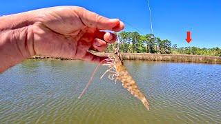 Fishing a LIVE! SHRIMP in the Bayou for our DINNER! [Catch, Clean, Cook]