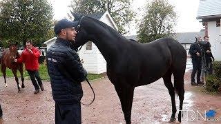 On the Lead: At Arqana with Mathieu Lamier