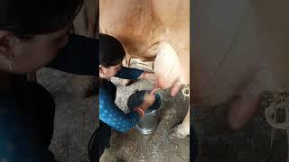 cow milking by hand