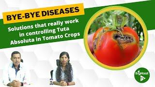 Solutions that really work in controlling Tuta Absoluta in Tomato Crops