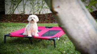 How to Create a Pet-Friendly Yard