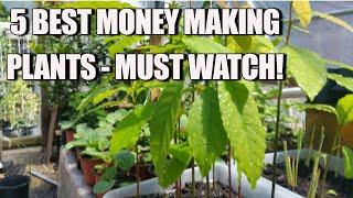 THE BEST 5 MONEY MAKING PLANTS