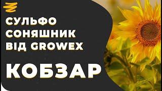 7 РАСОВИЙ СОНЯШНИК ВІД GROWEX. КОБЗАР.