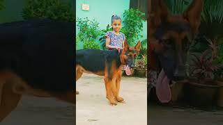 most dangerous gaurdian german shepherd dog #short #shorts