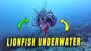Lionfish Filmed Up-Close Underwater