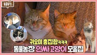 동물농장 ‘인싸 고양이’ 총출동! 사랑스러운 인싸냥 모음 I TV동물농장 (Animal Farm) | SBS Story