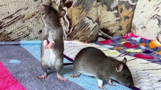 Крысята играют с бусами.  #rat #animal #животные #крысы #крысята