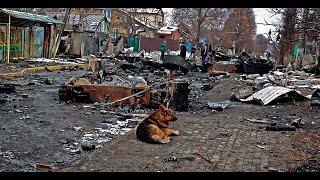 Russia & Ukraine Stray Dogs - Who Rescues More Humanely? You'll Never Guess!