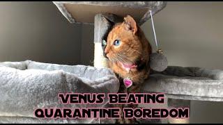 Venus Beating Quarantine Boredom