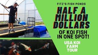 Half a Million Dollars of KOI in one spot! USA KOI Farm Tour
