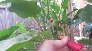 How To Prune & Hand Pollinate Eggplant