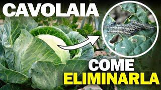 CAVOLAIA dei CAVOLI | Come ELIMINARE il BRUCO DEI CAVOLI in modo NATURALE