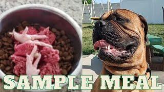 SIMPLE Raw Food Meal For Bullmastiff!