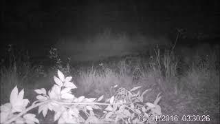 Camera shy Creature is it a thylacine ? (  Footage is from 5th to 12 of August2023 )