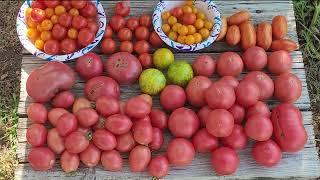 Tomato Harvest - Three Days Worth