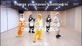 Things you didn't notice in TXT's Cat & Dog Dance Practice Animal Ver.