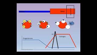 Techniques for Managing Breeding in Sheep with Dr. Lynn Tait