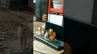 #cat ,  ,  Short Funny Cat Videos 2022 , Cat Romance ‍️‍‍, #shorts , What Are You Filling