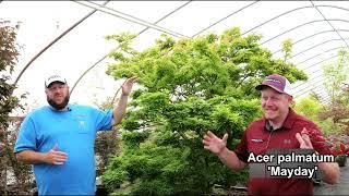 The Original Acer palmatum 'Mayday' At Buchholz Nursery | Rare Japanese Maple