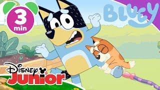 Bluey | Bluey's Zoo  | Disney Kids