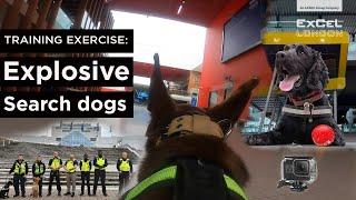 GoPro - Dog POV | Explosive search dogs in action on training exercise