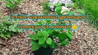 26.04.2024г. Черенкование древовидной гортензии зелëными побегами