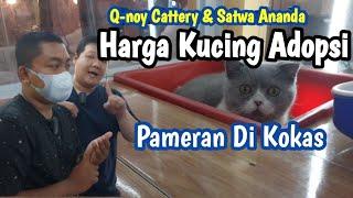 Cek Harga Q-Noy cattery & Satwa Ananda  Wajib tau