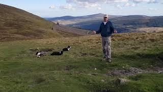 Training a sheepdog not to take other dog's commands