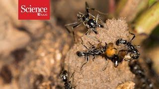 Ants rescue injured comrades from termite battles