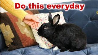 7 Ways To Make Your Rabbit Live Longer