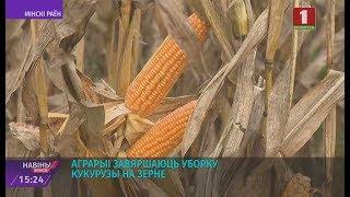 Аграрыі завяршаюць уборку кукурузы на зерне