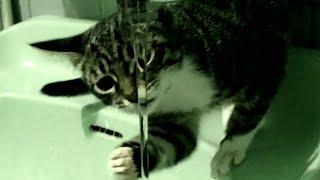 Battle of the kitten against the water. How to teach a kitten to drink water from a faucet.